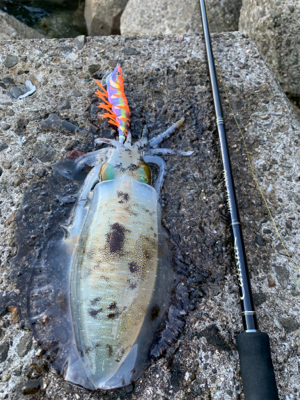 月夜エギングは間違いない!