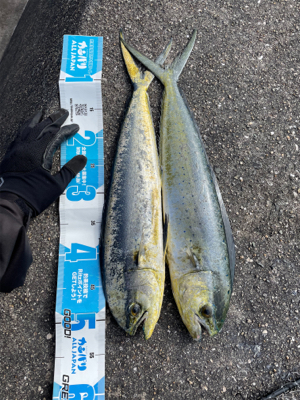 水軒でシイラダブルヒット