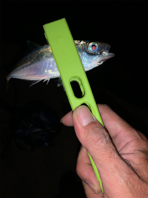 久々に堪能、、、