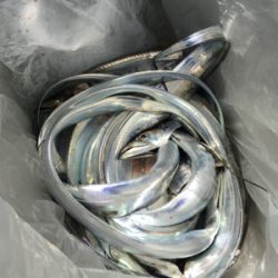 サバフグの猛攻