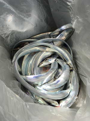 サバフグの猛攻