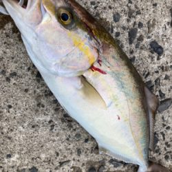 ショアジギング