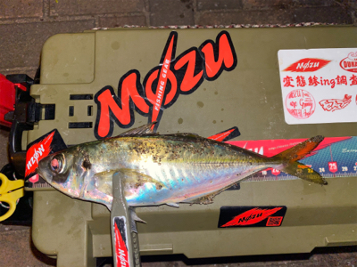 良型の後は豆狩りへ