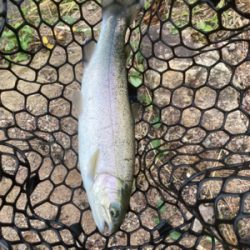 今シーズン初トラウト解禁！