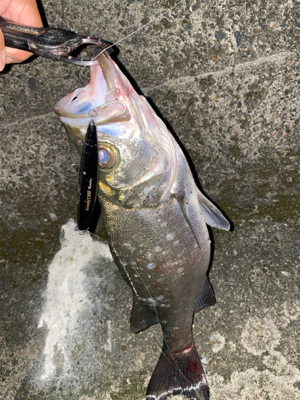 え？まさかのヒラスズキ？！