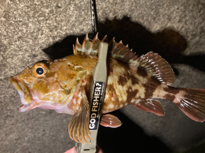 ガッシーとタッケー