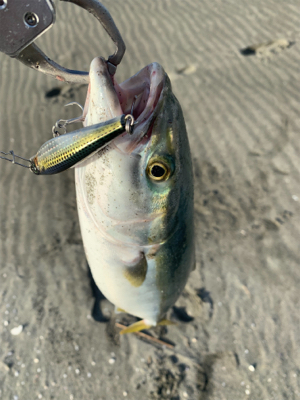 サーフ第二戦。