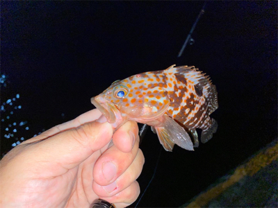 シャローフリークF