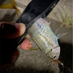 アジングでアジとアカイカ