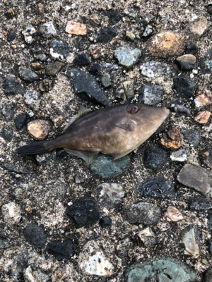 小木港　沖堤防