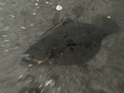 サーフ第三戦。