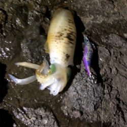 釣れるのは釣れますが