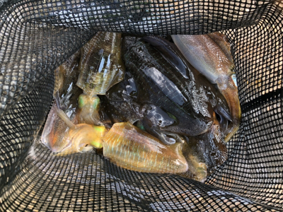 我慢出来ずに釣行