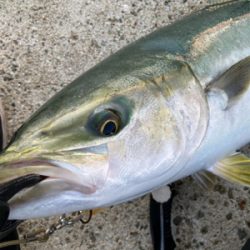 今年初まともなサイズ