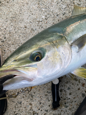 今年初まともなサイズ