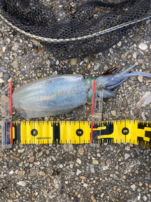 昼間のアオリはダートが好き？(^｡^)