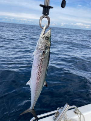 マイボート釣行