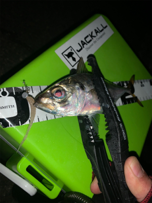 アジング平日釣行♪