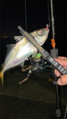 ガシラのちアジ