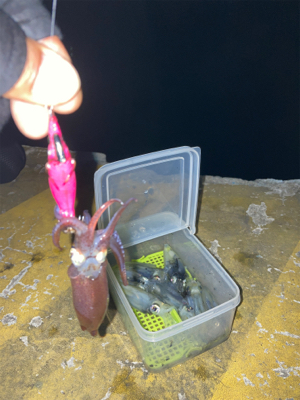 ヒイカ調査(^｡^)