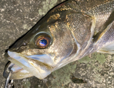 秋の陣にはも少しかな?