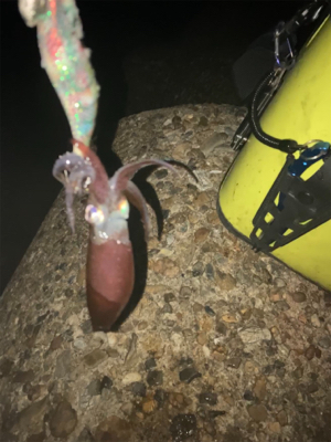 アオリイカ  渋くなってきました(＞＜)