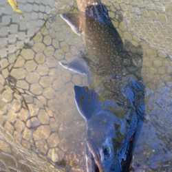 蛇尾川フィシングパーク