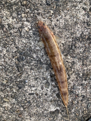 朝マズメに良型エソ!!