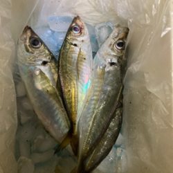 やっとアジ釣れた