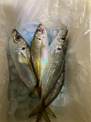 やっとアジ釣れた