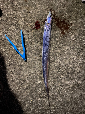 渋めのタチウオ