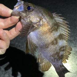 10月29日のメバル