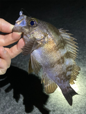 10月29日のメバル