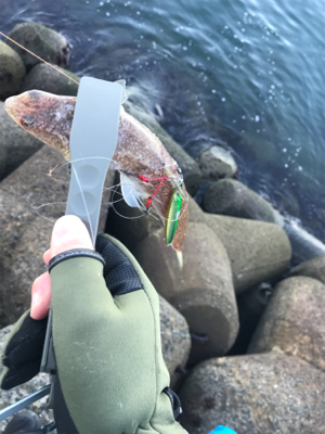 なんとかハマチ