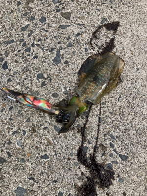 秋イカエギング