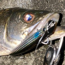 釣れ始めてきましたね！