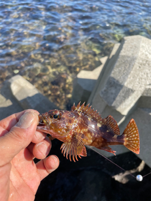 エギングのはずが穴釣り