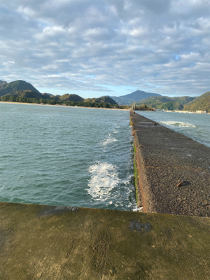 かろうじてガシラ