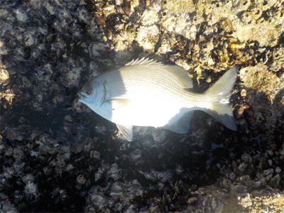 グレのモーニングサービス