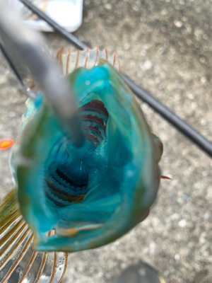 ランカーサイズの….