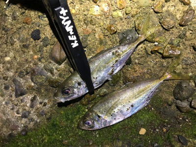 高砂って釣れるの？