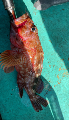 大原沖、泳がせヒラメ