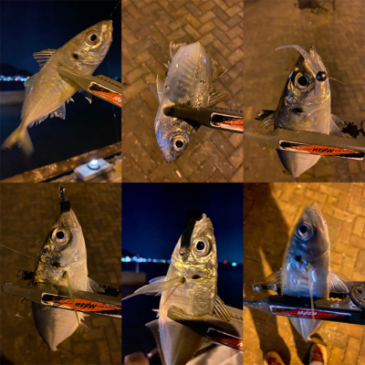 シャローフリークFからのジグ単