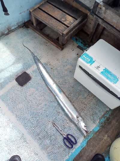 あと7cmでドラゴン級