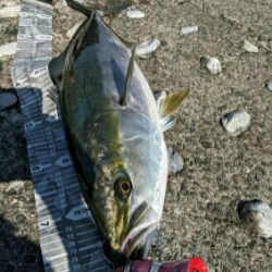 遂に悲願の鰤捕ったぞ>゜)))彡
