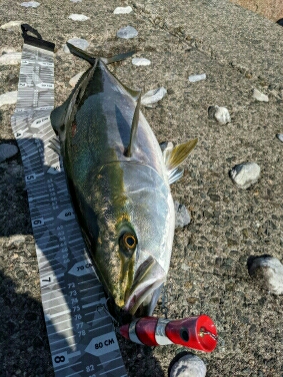 遂に悲願の鰤捕ったぞ>゜)))彡