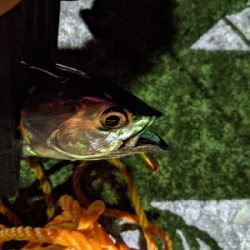 初ソウダガツオ