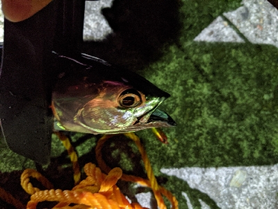 初ソウダガツオ