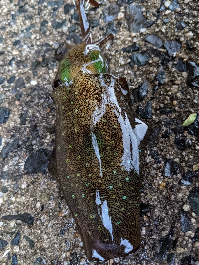 朝マズメエギング