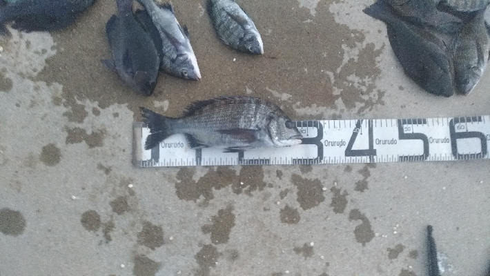 10/17釣果タチウオチヌグレサンバソウ